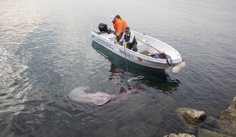 4 metrelik dev köpek balığı kıyıya vurdu