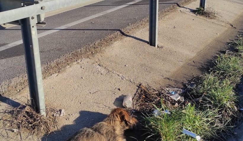 5 gündür aç ve susuz kalan köpek kurtarıldı