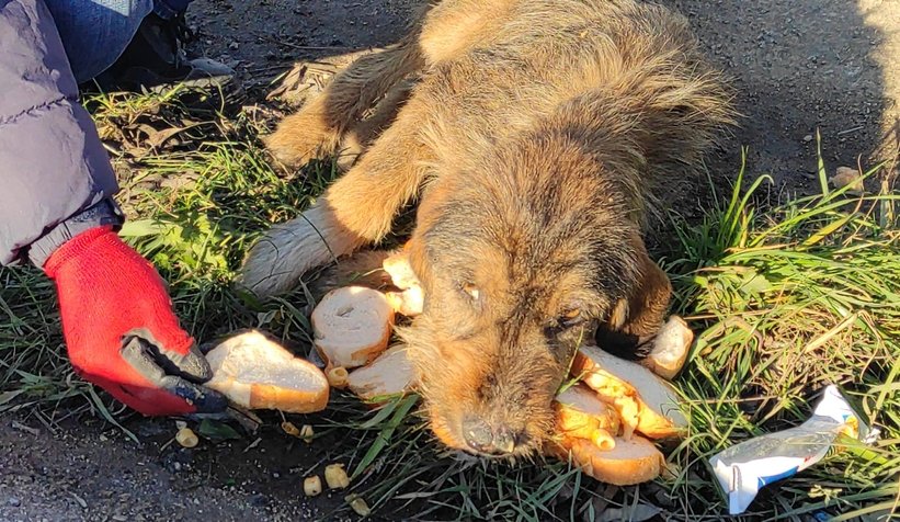 5 gündür aç ve susuz kalan köpek kurtarıldı