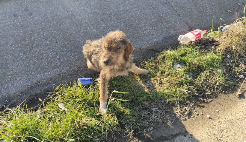 5 gündür aç ve susuz kalan köpek kurtarıldı