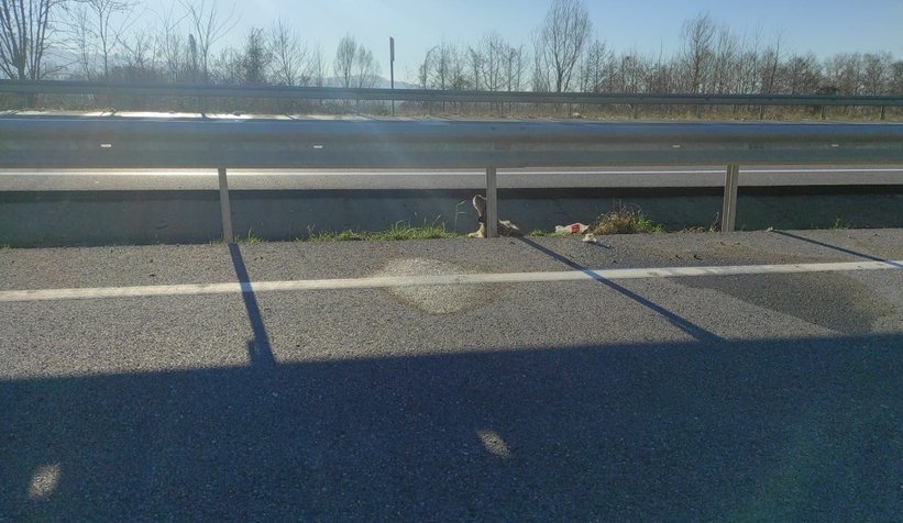 5 gündür aç ve susuz kalan köpek kurtarıldı