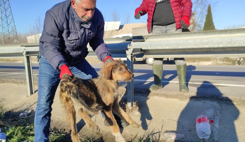 5 gündür aç ve susuz kalan köpek kurtarıldı