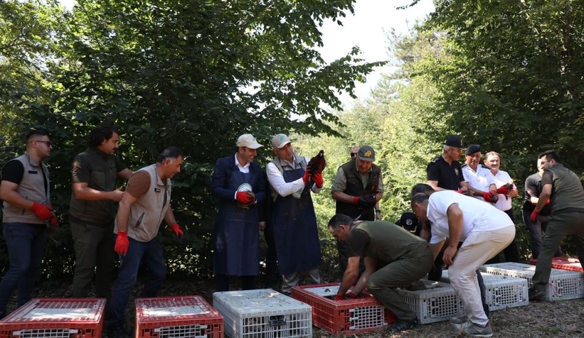 500 sülün doğa ile buluştu