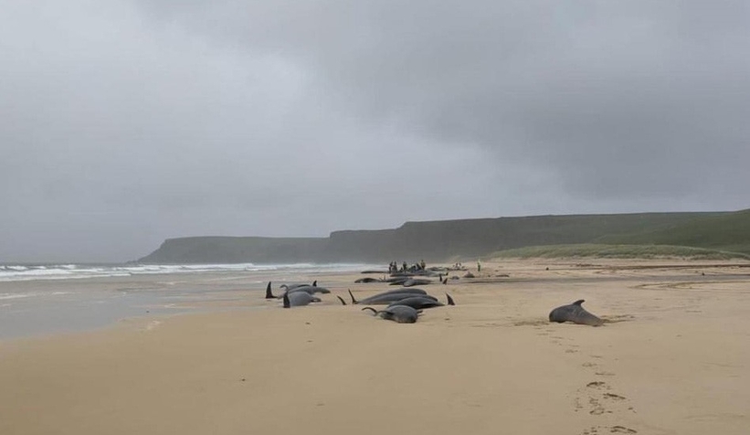 55 pilot balina karaya vurdu