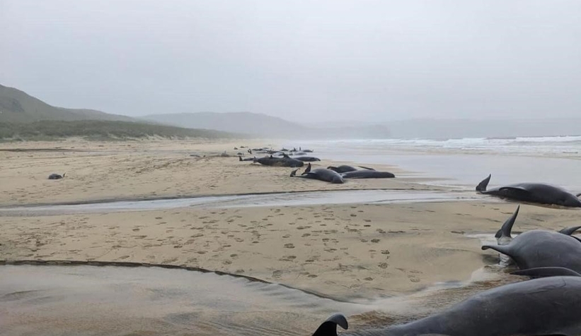 55 pilot balina karaya vurdu