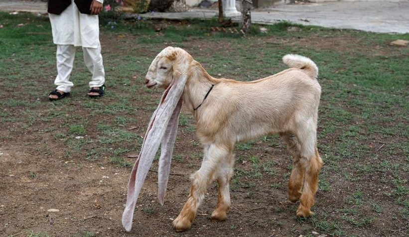 55 santimetrelik kulağı olan keçi Simba şöhret oldu