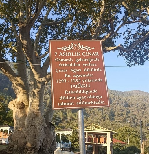 7 asırlık çınar ağacının çevresi sosyal alana dönüşüyor