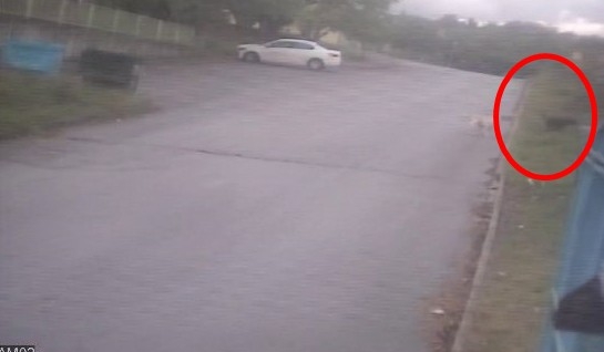 7 yaşındaki Eslem'e köpekler böyle saldırdı