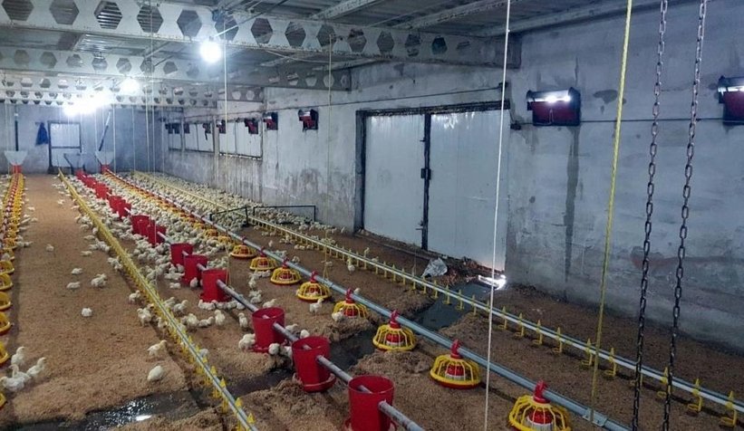 70 bin civcivin bulunduğu çiftliği su bastı