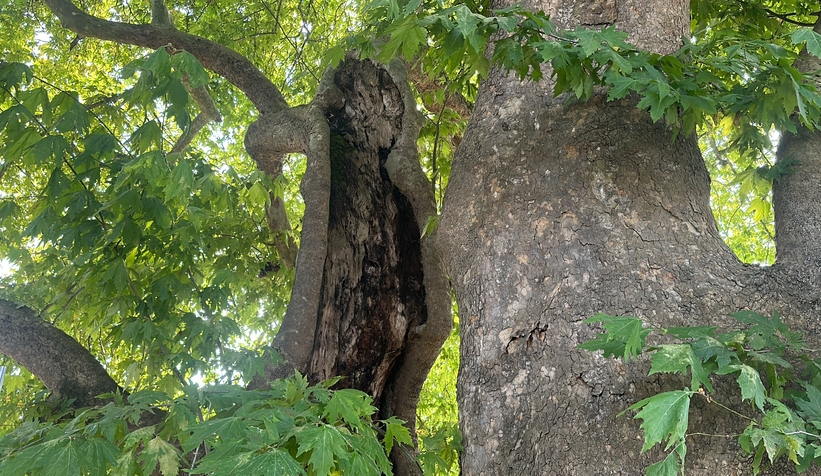 720 yaşındaki ağaç, Türkiye’de tek: 1 kök 2 ağaç