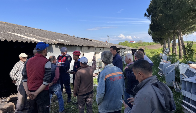8-bin-600-tavuk-telef-olduqnjpa3fcbg