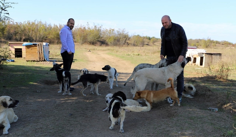 80 köpeği boş araziye bıraktılar