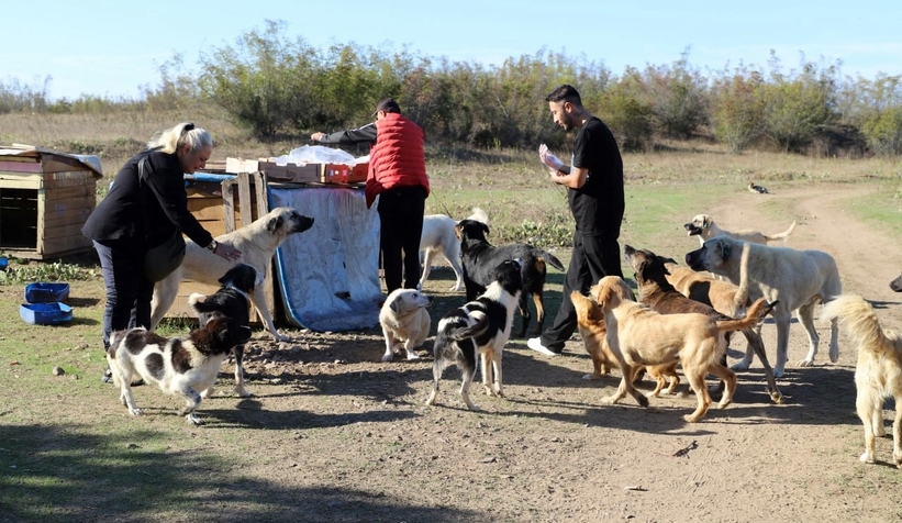 80 köpeği boş araziye bıraktılar