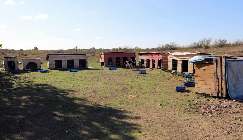 80 köpeği boş araziye bıraktılar