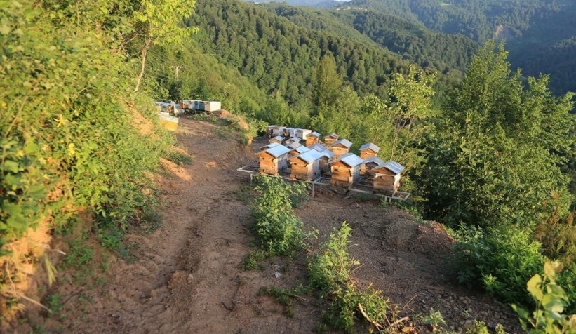 963-bin-43-koloni-kapasiteli-752-bal-ormani-kuruldumdr0swhomm