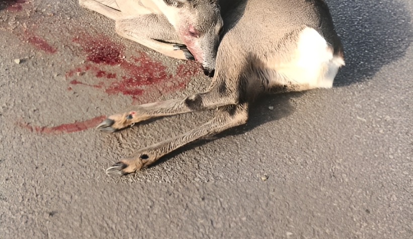 aaracin-carpip-kactigi-karaca-yaralandiwjivyjnrbm