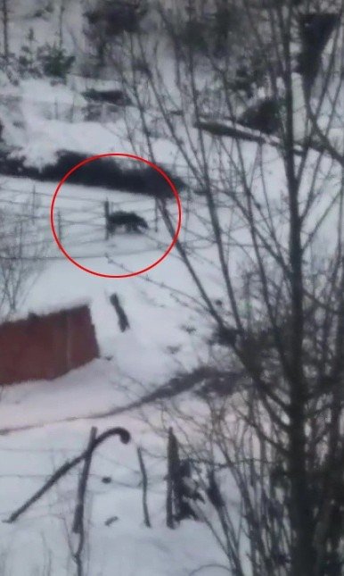 Aç kalan ayı köye indi