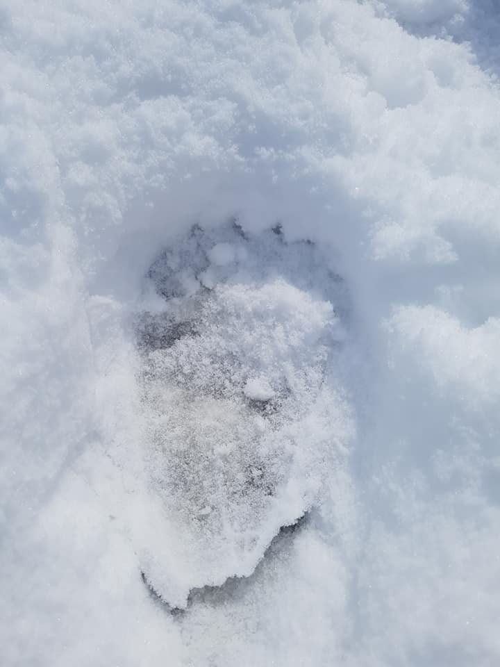 Aç kalan ayı köye indi