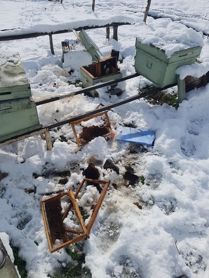 Aç kalan ayı köye indi