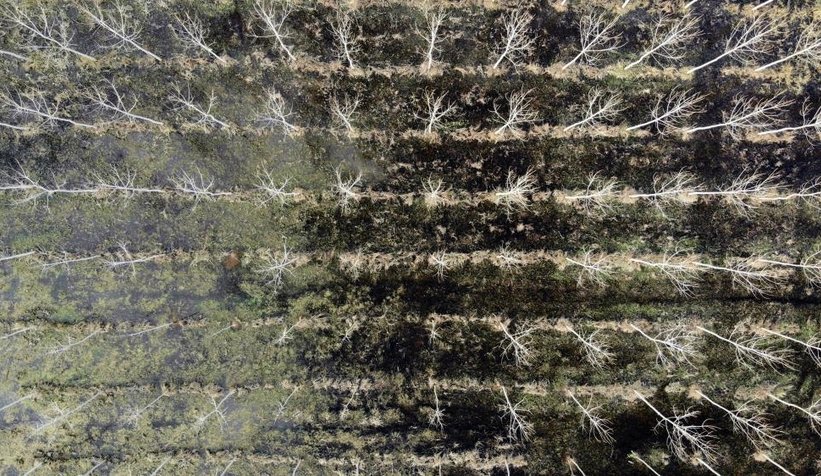 Acalar Longozu havadan görüntülendi