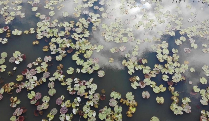 Acarlar Longozu hayran bırakıyor