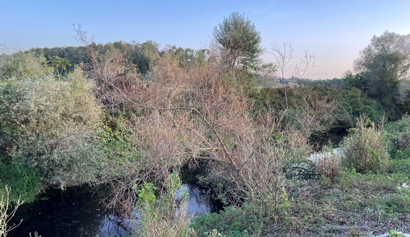 Acarlar Longozunu besleyen dere siyaha döndü