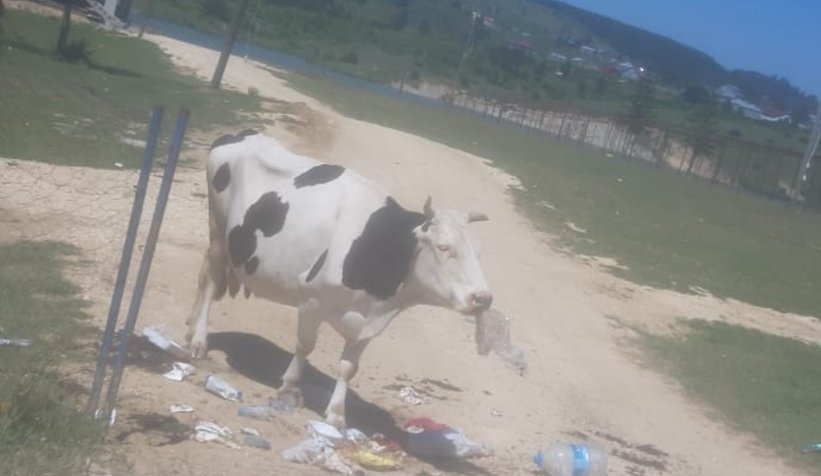 Acelle Yaylası'ndaki beton yapılarla ilgili açıklama