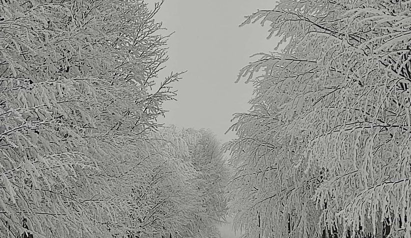 Acelle Yaylası'ndan kar fotoğrafları