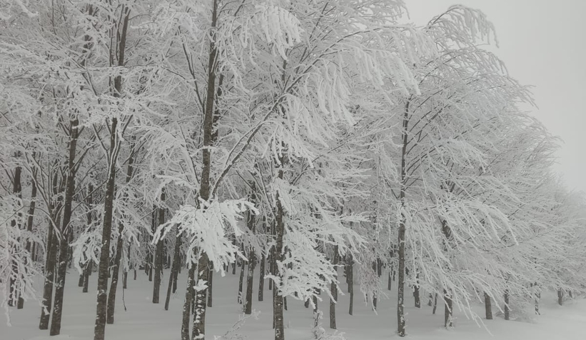 Acelle Yaylası'ndan kar fotoğrafları