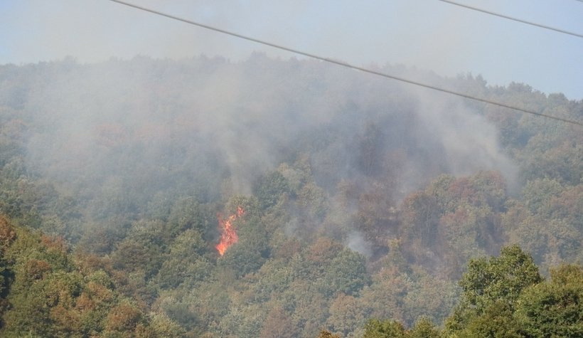Adapazarı'nda orman yangını