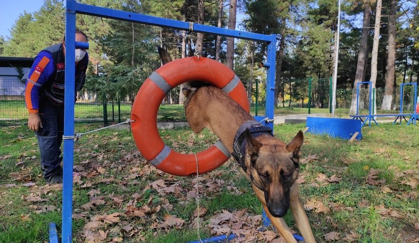 AFAD’ın altın burunlu köpekleri böyle eğitiliyor