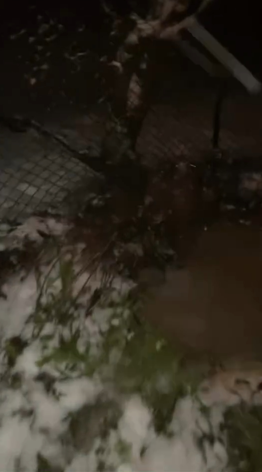 agac-hayatlarini-kurtardidfjjyxh5dn