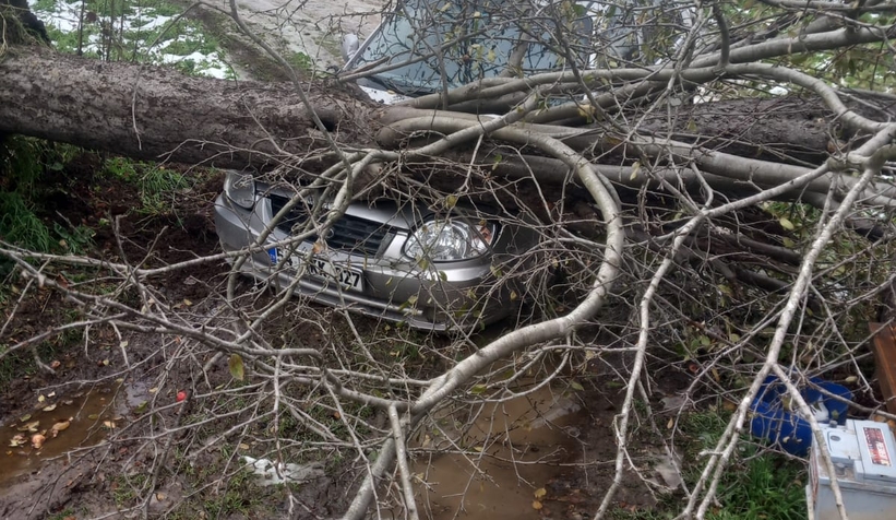 Ağaç otomobilin üzerine devrildi