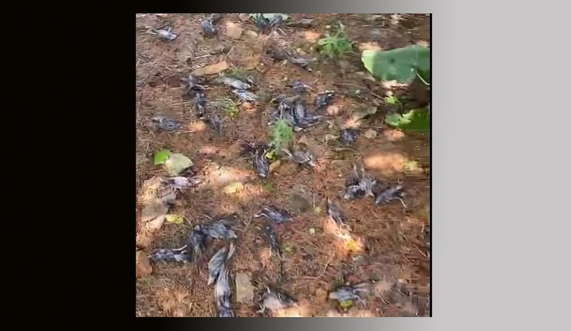 Ağaca düşen yıldırım kuşları telef etti