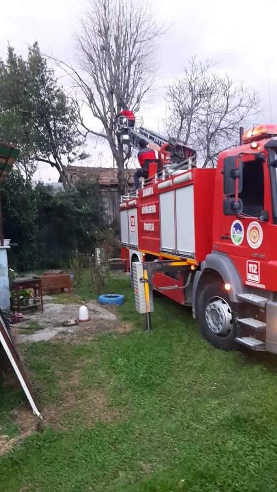 Ağaçta mahsur kaldı, itfaiye kurtardı
