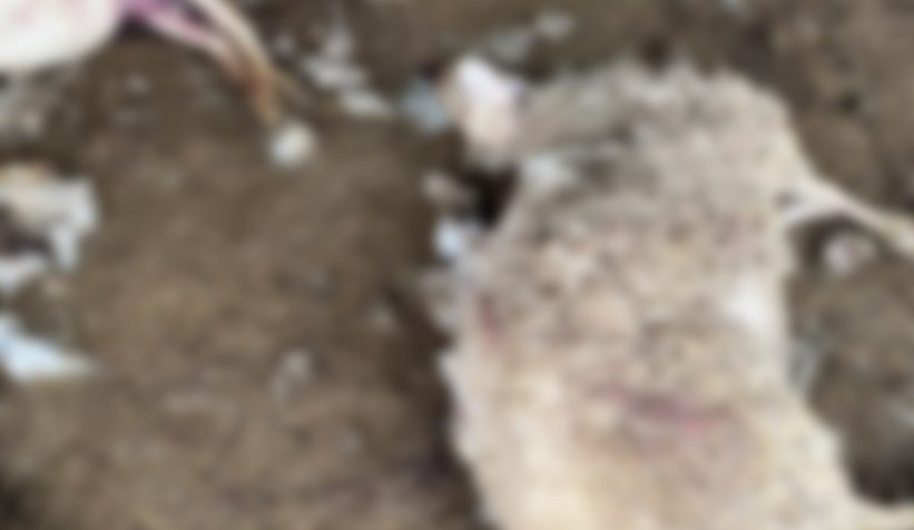 Ahıra giren sokak köpekleri 20 gebe koyunu telef etti