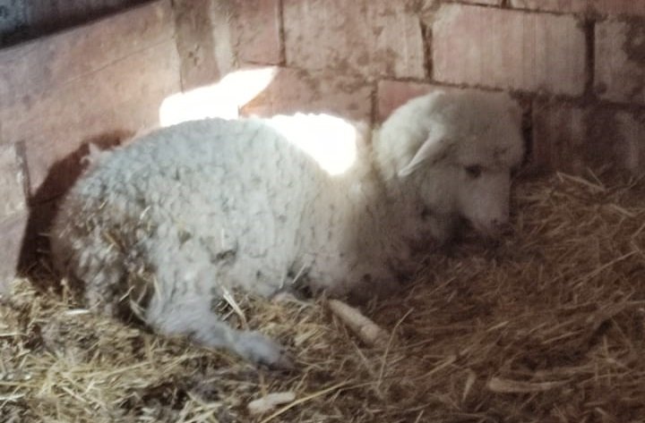 Ahırda dehşet; 3 koyun telef oldu
