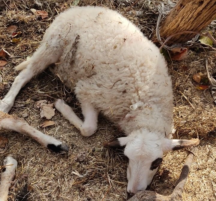 Ahırda dehşet; 3 koyun telef oldu