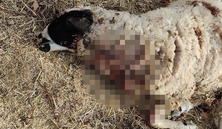 Ahırda dehşet; 3 koyun telef oldu