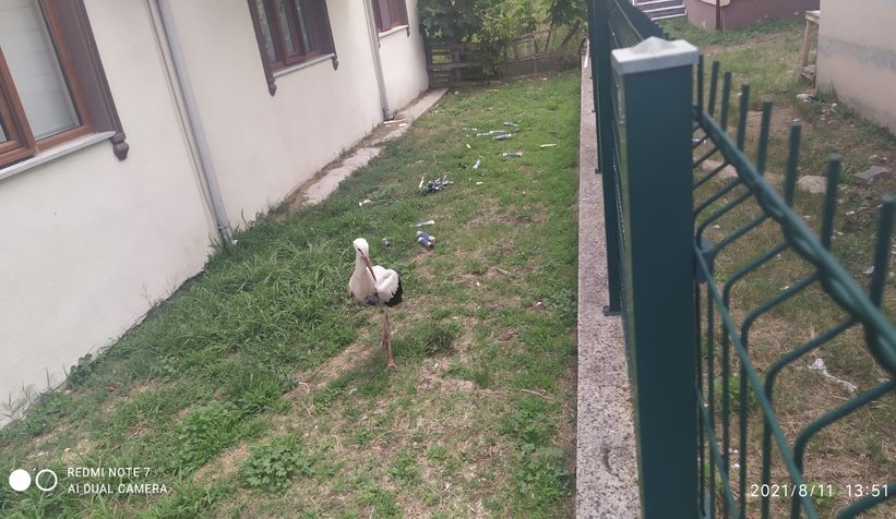 Akıma kapılan iki leylekten biri telef oldu