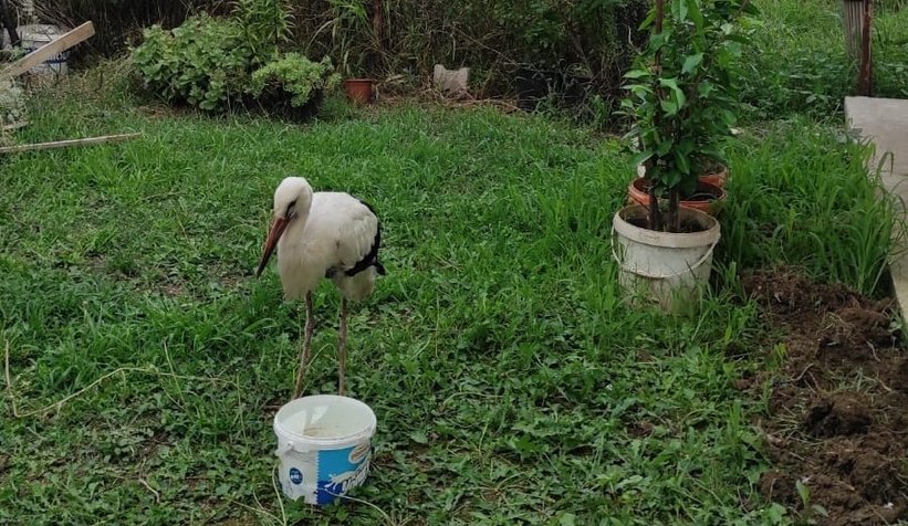 Akıma kapılan iki leylekten biri telef oldu
