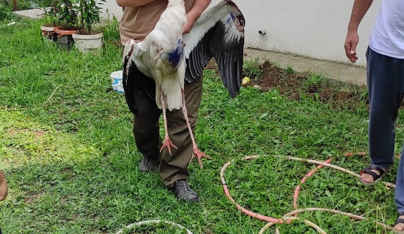 Akıma kapılan iki leylekten biri telef oldu