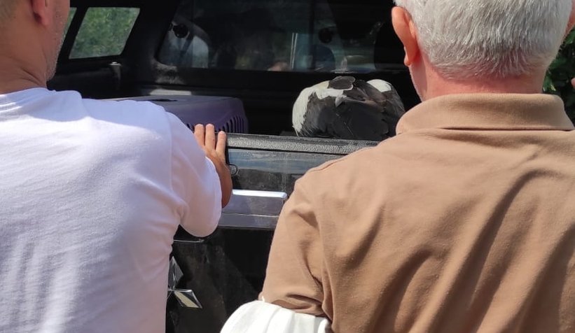 Akıma kapılan iki leylekten biri telef oldu