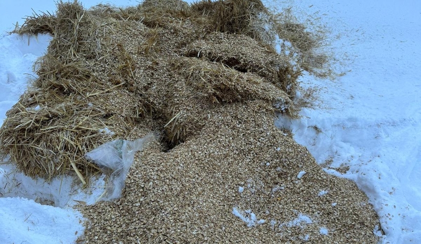 akyazi-acelle-yaylasinda-karli-kis-sartlarinda-yaban-hayvanlarina-yardimr0y4a3pnog