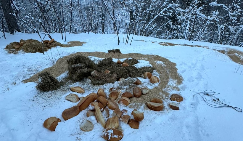 akyazi-acelle-yaylasinda-karli-kis-sartlarinda-yaban-hayvanlarina-yardimr0y4a3pnog