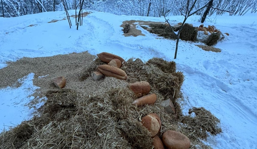 akyazi-acelle-yaylasinda-karli-kis-sartlarinda-yaban-hayvanlarina-yardimr0y4a3pnog