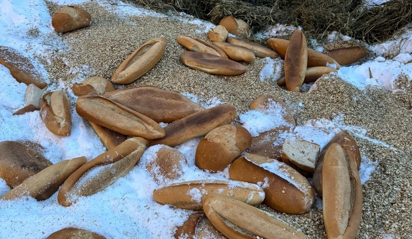 akyazi-acelle-yaylasinda-karli-kis-sartlarinda-yaban-hayvanlarina-yardimr0y4a3pnog