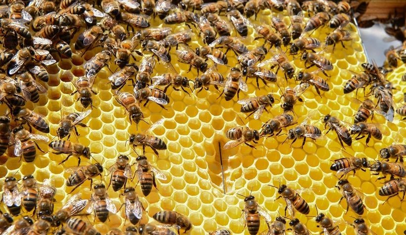 Akyazı Belediyesinden Arıcılara ilaçlama uyarısı 