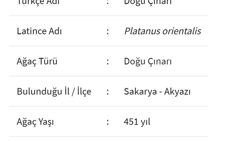 Akyazı'da  1061 ve 451 yaşında iki anıt ağaç var