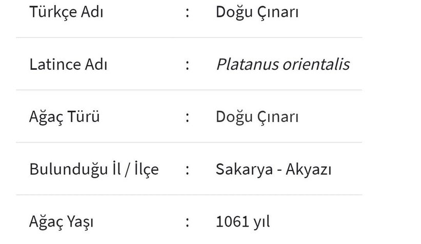 Akyazı'da  1061 ve 451 yaşında iki anıt ağaç var